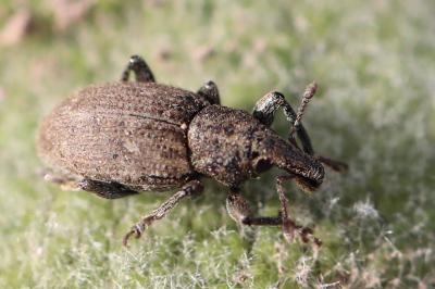<i>Graptus triguttatus</i>