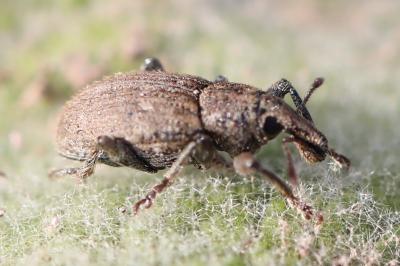 <i>Graptus triguttatus</i>