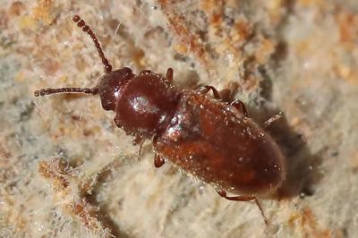 <i>Cryptophagus</i>