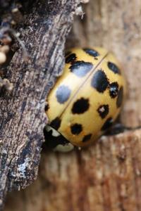 <i>Harmonia axyridis</i>