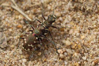 <i>Cicindela hybrida</i>