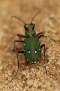 <i>Cicindela campestris</i>