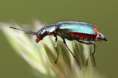 <i>Malachius bipustulatus</i>