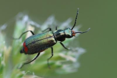 <i>Malachius bipustulatus</i>