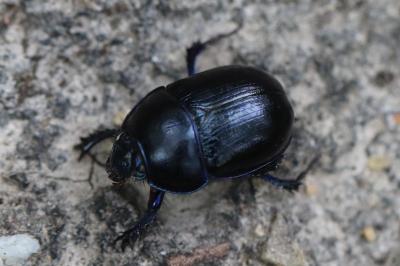 <i>Anoplotrupes stercorosus</i>