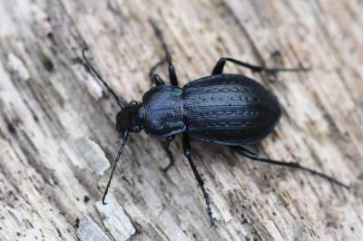 <i>Carabus arvensis</i>