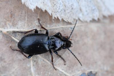 <i>Pterostichus oblongopunctatus</i>