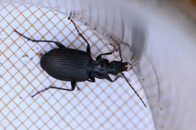 <i>Platynus assimilis</i>