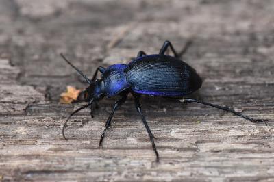 <i>Carabus problematicus</i>