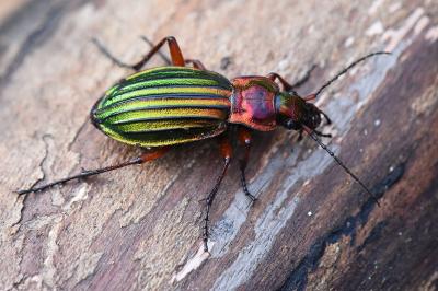 <i>Carabus auronitens</i>