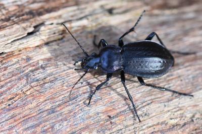 <i>Carabus arvensis</i>