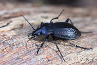 <i>Carabus arvensis</i>
