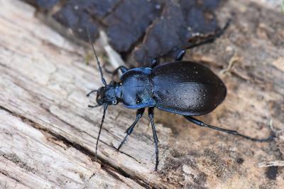 <i>Carabus nemoralis</i>