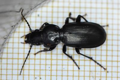 Pterostichus madidus