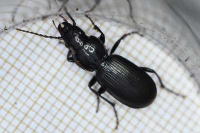 <i>Pterostichus madidus</i>
