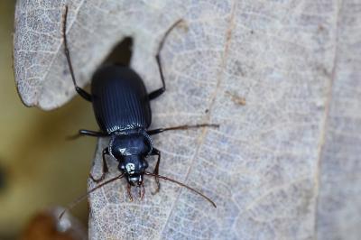 <i>Nebria brevicollis</i>