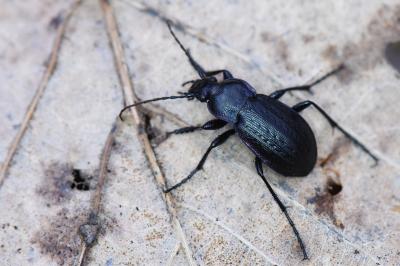 <i>Carabus arvensis</i>