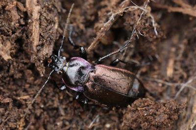 <i>Carabus nemoralis</i>