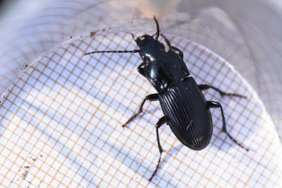 <i>Abax parallelus</i>