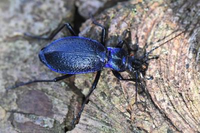 <i>Carabus intricatus</i>