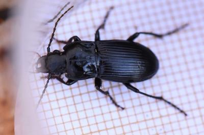 <i>Abax parallelus</i>