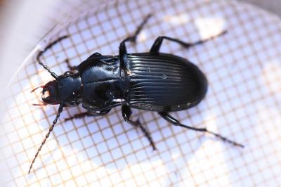 <i>Abax parallelus</i>