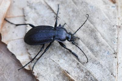 <i>Carabus arvensis</i>