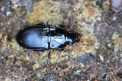 <i>Abax parallelus</i>