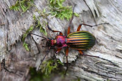 <i>Carabus auronitens</i>