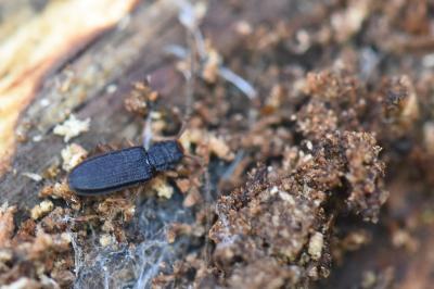 <i>Uleiota planatus</i>