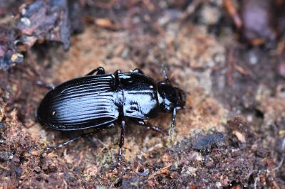 <i>Abax parallelus</i>