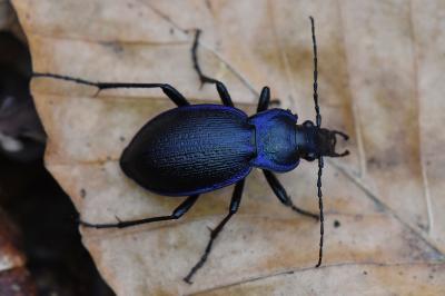 <i>Carabus problematicus</i>