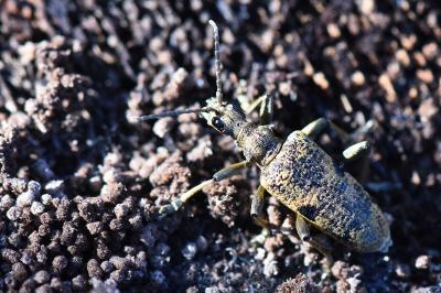 Rhagium mordax