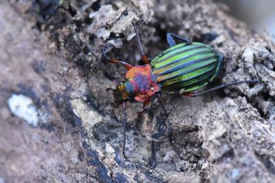 <i>Carabus auronitens</i>