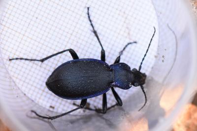 <i>Carabus problematicus</i>