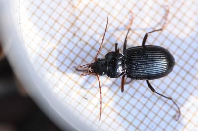<i>Nebria brevicollis</i>
