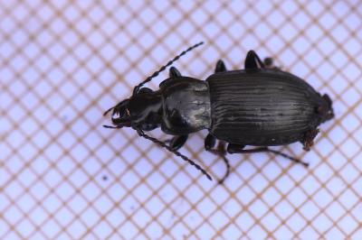 <i>Pterostichus oblongopunctatus</i>
