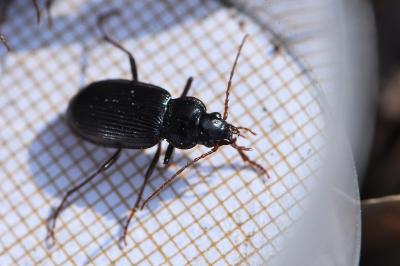 <i>Nebria brevicollis</i>