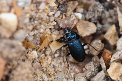 <i>Leistus spinibarbis</i>