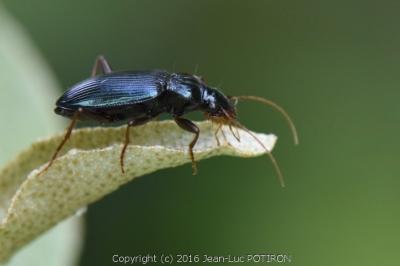 <i>Leistus spinibarbis</i>