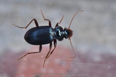 <i>Leistus spinibarbis</i>