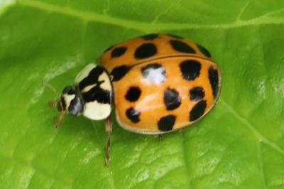<i>Harmonia axyridis</i>