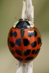 <i>Harmonia axyridis</i>