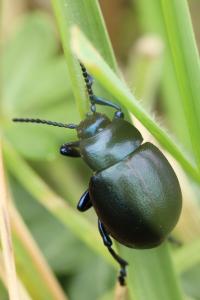 <i>Timarcha goettingensis</i>
