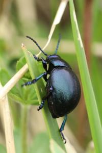 <i>Timarcha goettingensis</i>