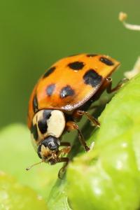 <i>Harmonia axyridis</i>