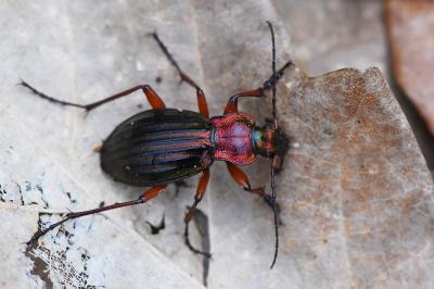 <i>Carabus auronitens</i>