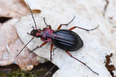<i>Carabus auronitens</i>