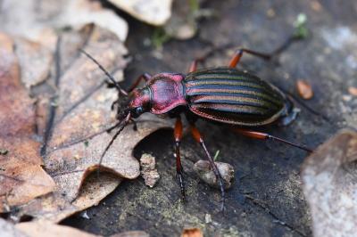 <i>Carabus auronitens</i>