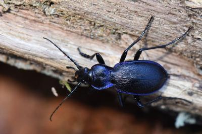 <i>Carabus problematicus</i>